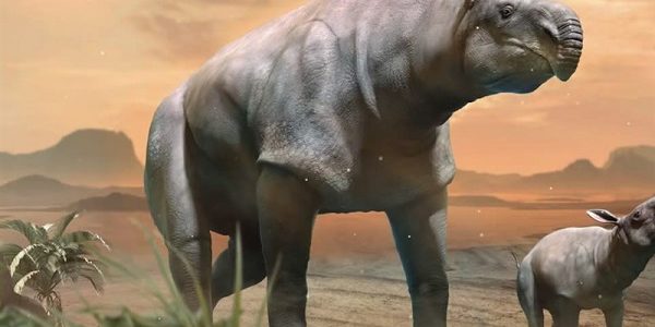 کشف بقایای کرگدن عظیم‌ الجثه ۲۲ میلیون ‌ساله‌ در چین