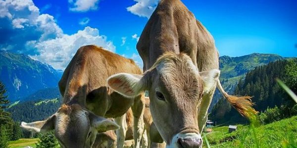 مایعات گوارشی گاوها با قابلیت تجزیه پلاستیک