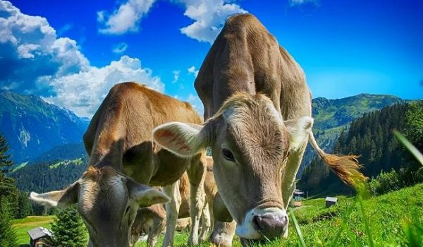 مایعات گوارشی گاوها با قابلیت تجزیه پلاستیک