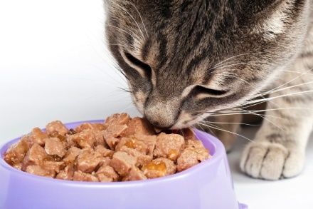 بررسی پیشرفت صنعت تولید غذای گربه