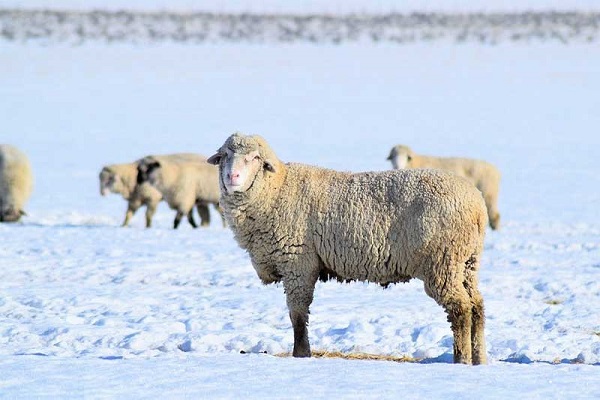 چه عواملی بر قیمت دام و گوسفند زنده تاثیرگذار است؟