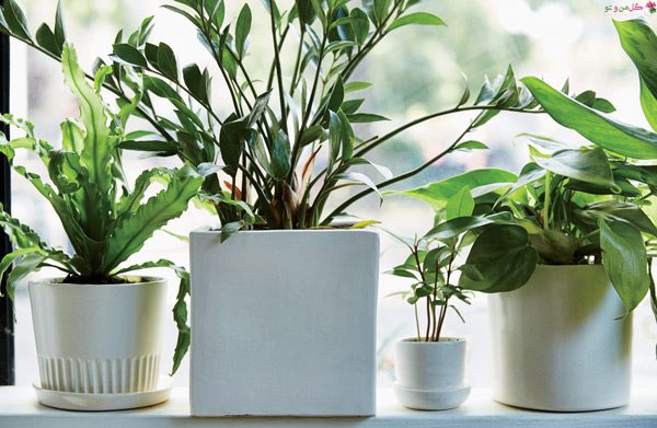 نکات مهم برای تهیه گیاهان آپارتمانی
